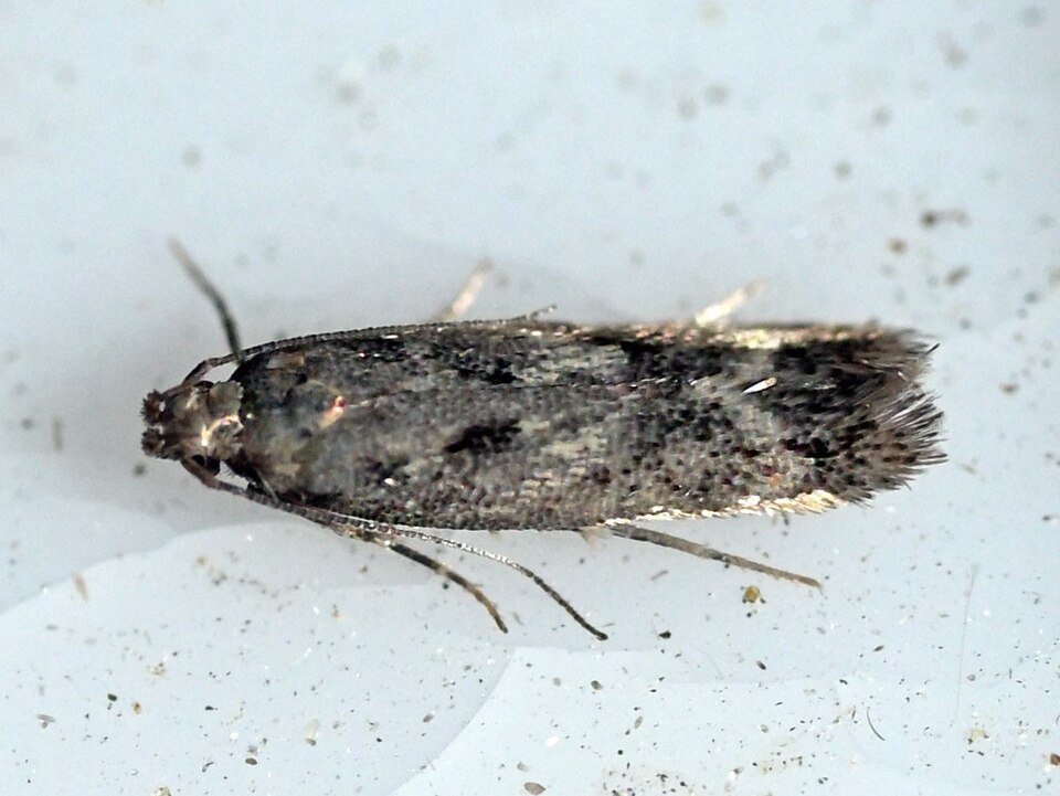 Fayl:Caryocolum pullatella.jpg