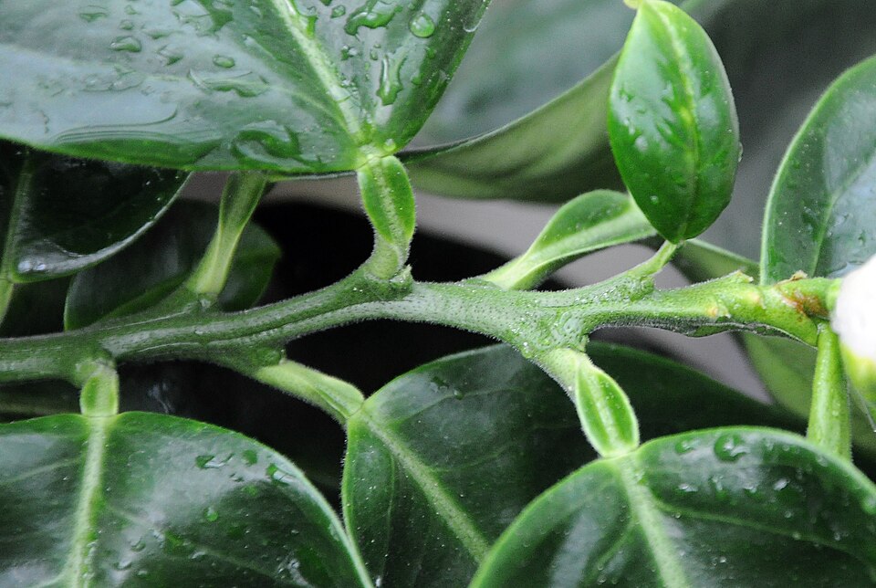 Fayl:Citrus maxima (Pampelmuse) 005.jpg