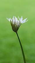 Allium ursinum
