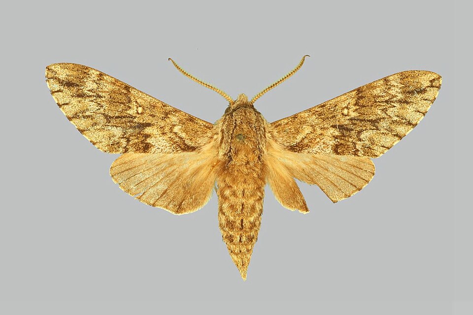 Fayl:Dolbina grisea BMNHE274110 male up.jpg