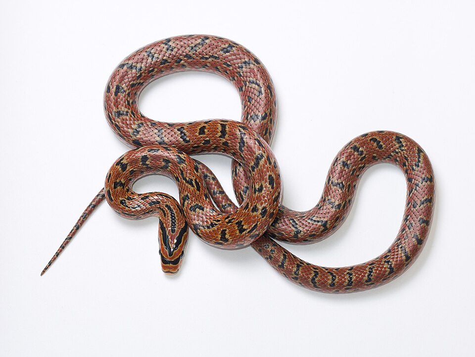 Fayl:Euprepiophis conspicillata-20191123-P1090719.jpg