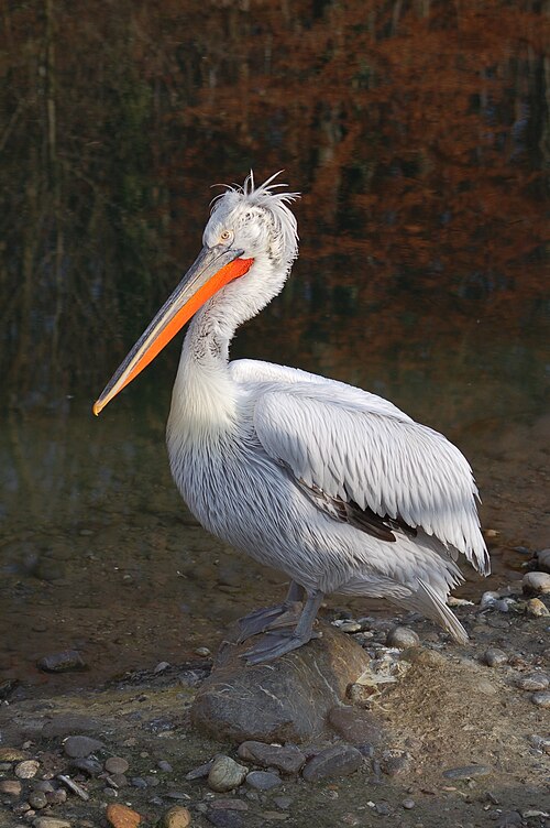 Fayl:Krauskopfpelikan Daehlhoelzli 22 Pelecanus crispus.JPG
