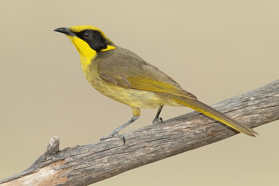 Fayl:Lichenostomus melanops - Glen Davis.jpg