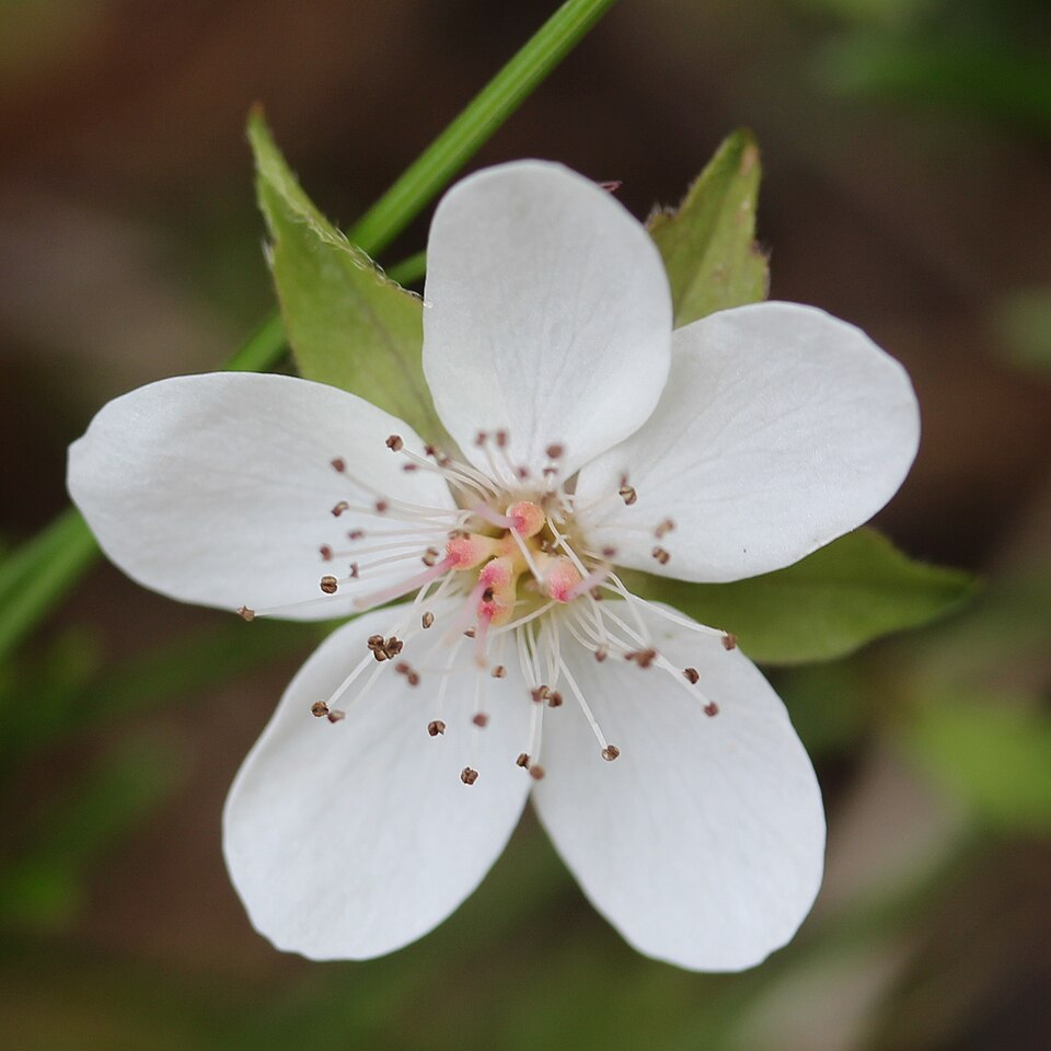 Fayl:Rubus pedatus (flower).JPG