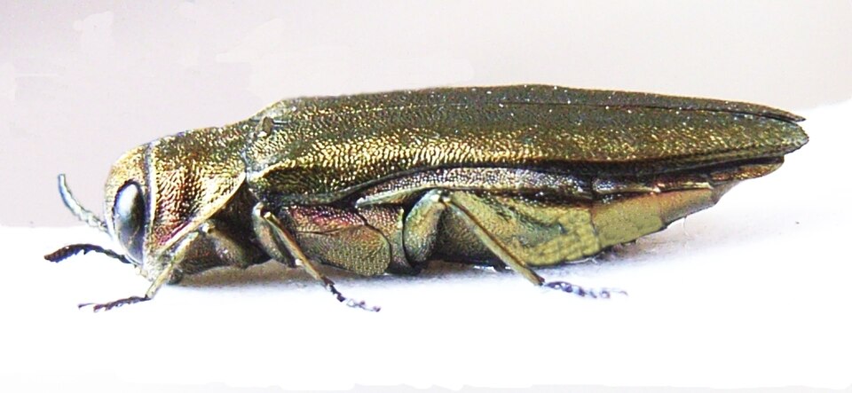 Fayl:Agrilus viridis side.JPG