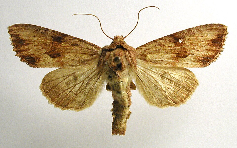 Fayl:Apamea sublustris.jpg