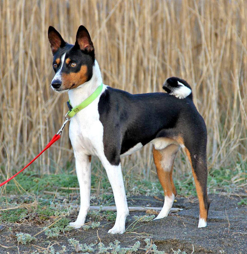 Fayl:Basenji, Bronco.jpg
