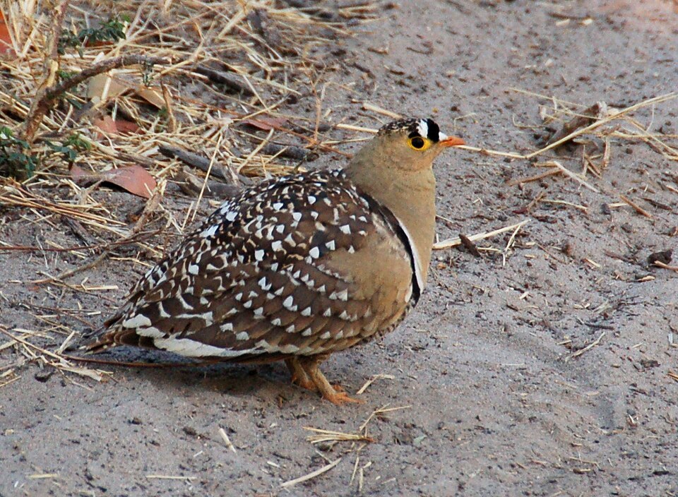 Fayl:Double-banded Sandgrouse.JPG