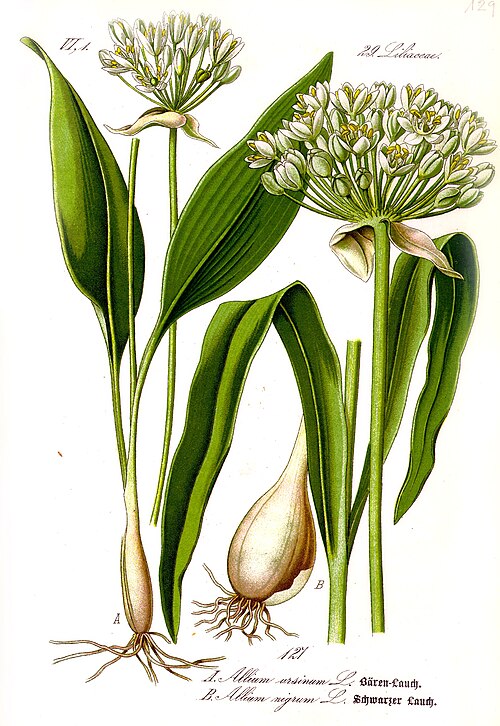 Fayl:Illustration Allium ursinum1.jpg