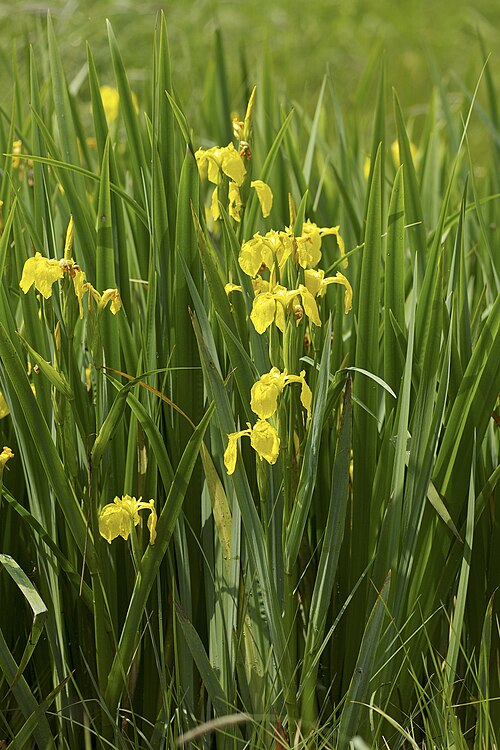 Fayl:Iris pseudacorus LC0339.jpg