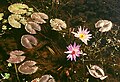 Nymphaea nouchali