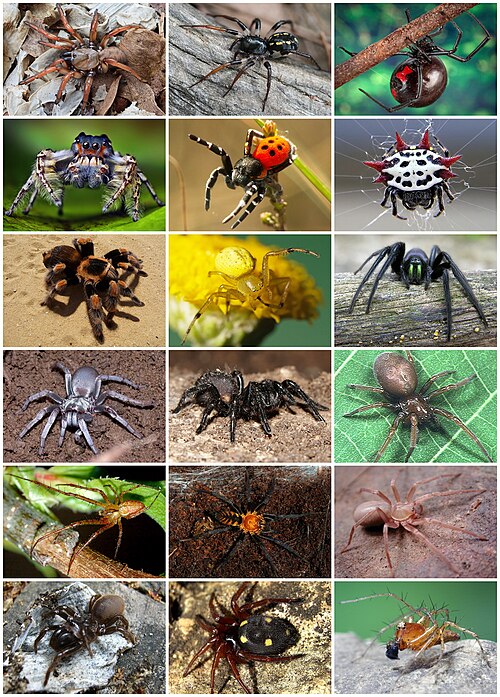 Fayl:Spiders Diversity.jpg