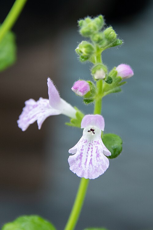 Fayl:Suzukia luchuensis 02.jpg