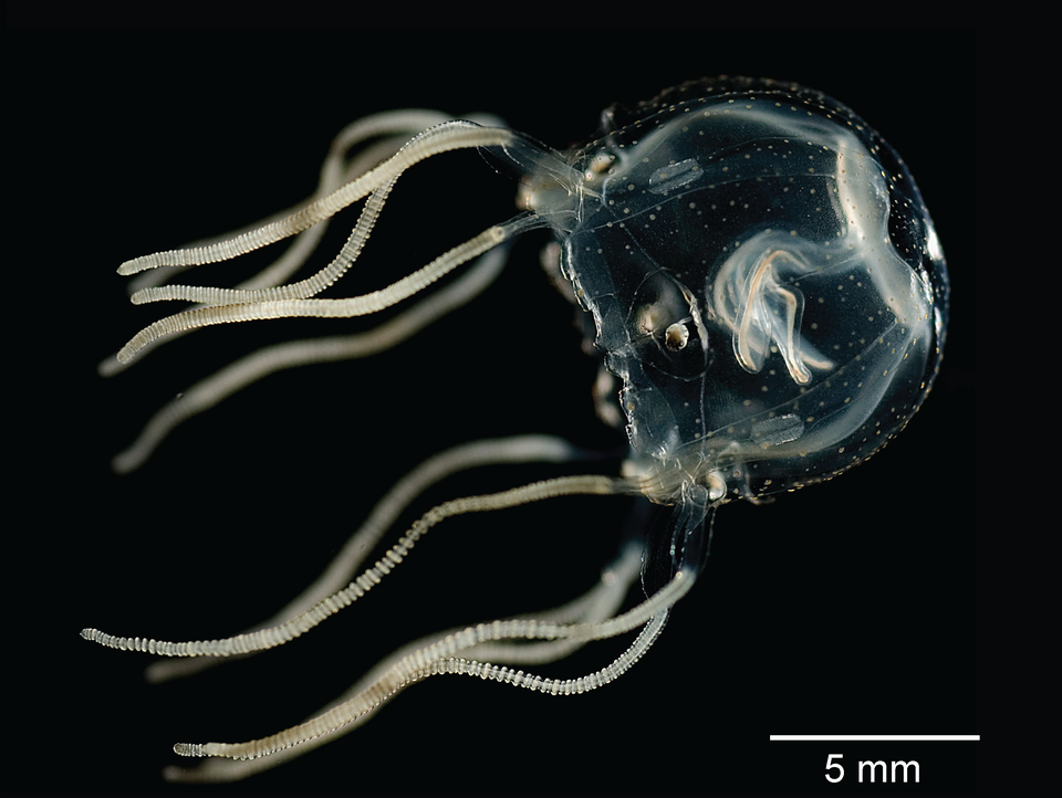 Fayl:Tripedalia-cystophora.png