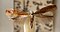 Yponomeutidae