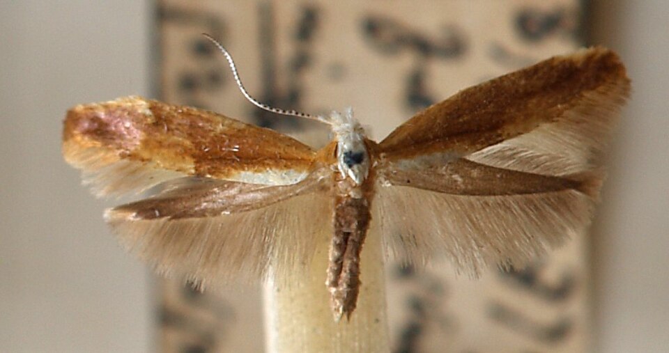 Fayl:Argyresthia.albistria.mounted.jpg