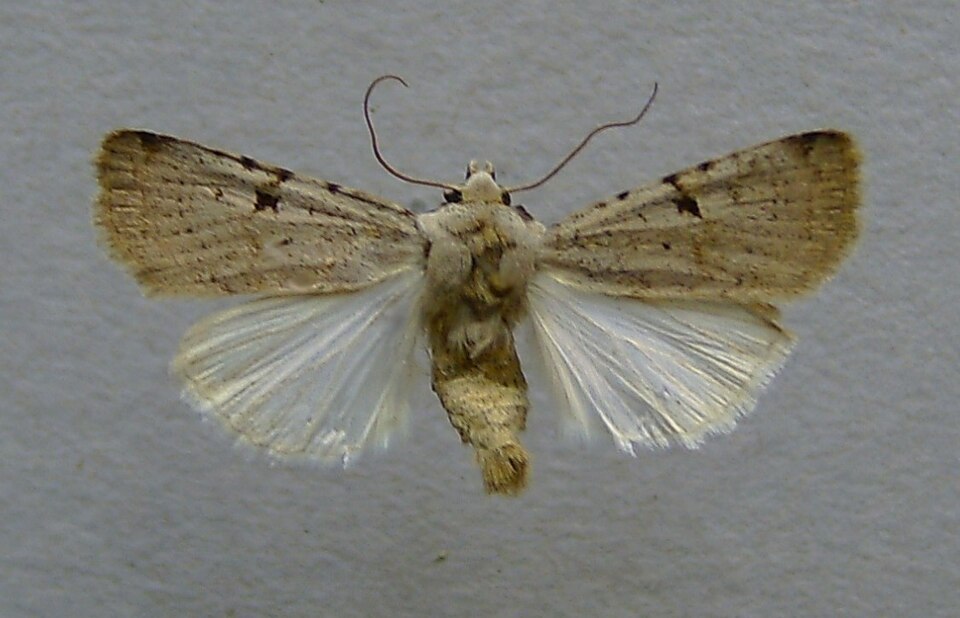 Fayl:Chersotis margaritacea.jpg