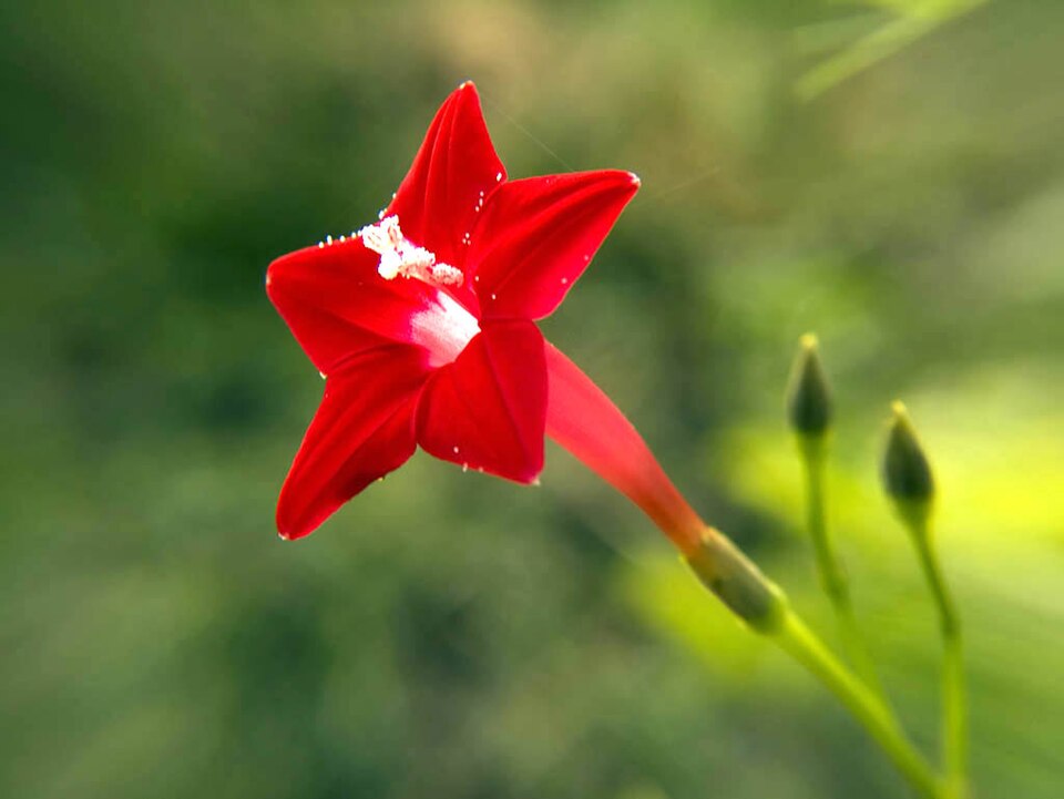 Fayl:Cyprus vine flower.jpg