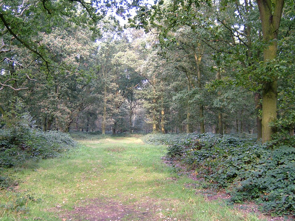 Fayl:Epping Forest 3.JPG