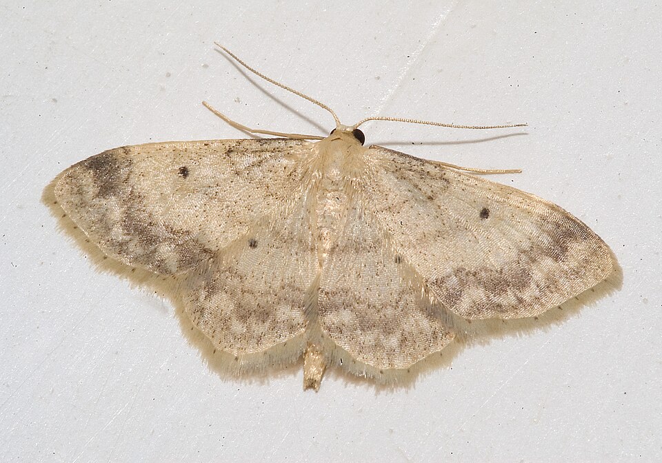 Fayl:Idaea biselata graz 01.jpg