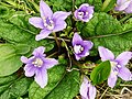 Mandragora autumnalis: gullar (rasm kattalashtirilgan)