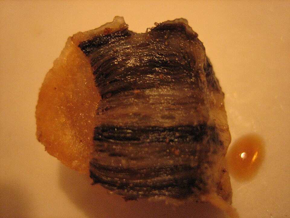Fayl:Muktuk close up.jpg