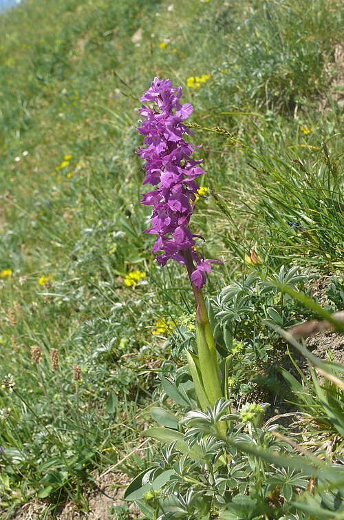 Fayl:Orchis mascula subsp. speciosa 030710a.jpg