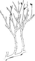 02:11, 2009-yil 19-dekabr dagi versiya uchun tasvir