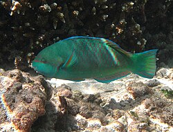 Scarus globiceps (erkak)