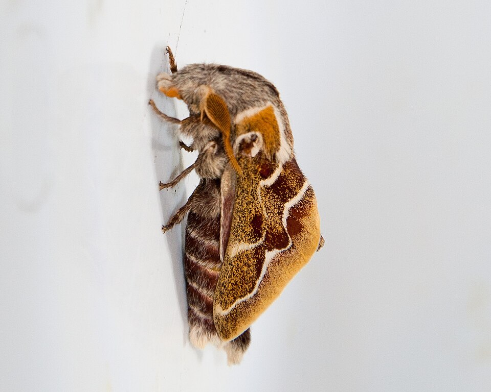 Fayl:Streblote cristata 5.jpg