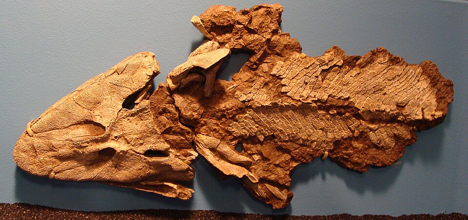 Fayl:Tiktaalik Chicago.JPG