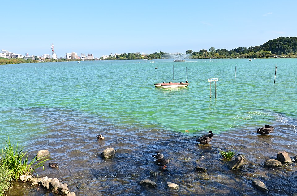 Fayl:水戸・千波湖 - panoramio.jpg