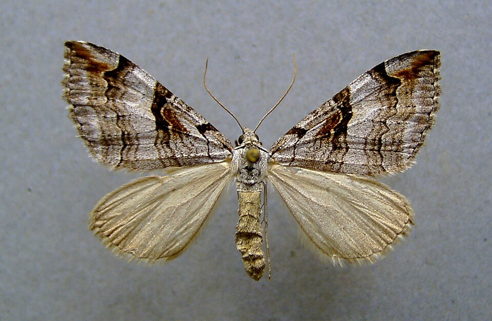 Fayl:Aplocera praeformata.jpg