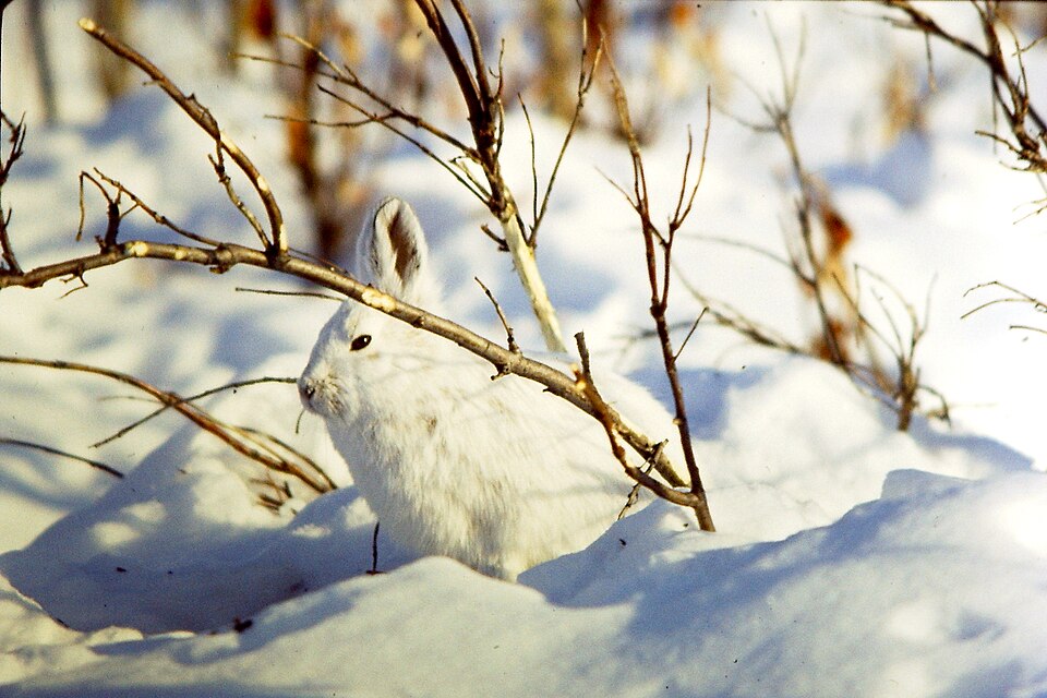 Fayl:Brooks Range (10) snowshoe hare.jpg