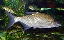 Leshch baligʻi. Hajm/Vazni Yosh uchun 0,6(1,32) kg(lb) Oddiy uchun 1,6(3,2) kg(lb) Qoʻlga olingan uchun 2,9(6,39) kg(lb) Noyob uchun 4,3(9,48) kg(lb) Narx/Mukofat Yosh kg uchun 112 $ Oddiy kg uchun 117 $ Qoʻlga olingan kg uchun 131 $ Noyob kg uchun 142 $