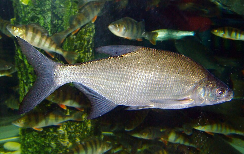 Fayl:Carp bream1.jpg