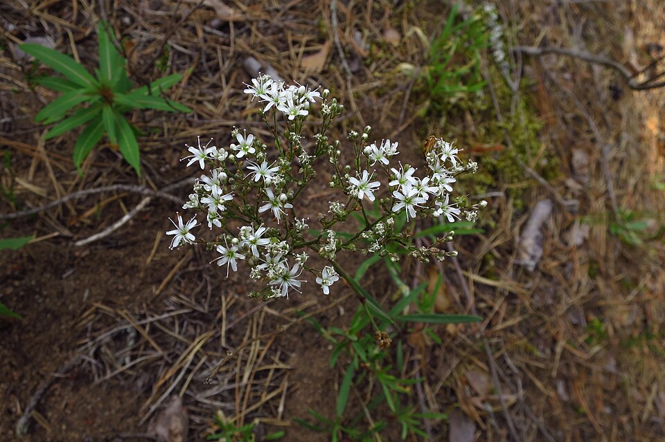 Fayl:Gypsophila fastigiata in Estonia.jpg