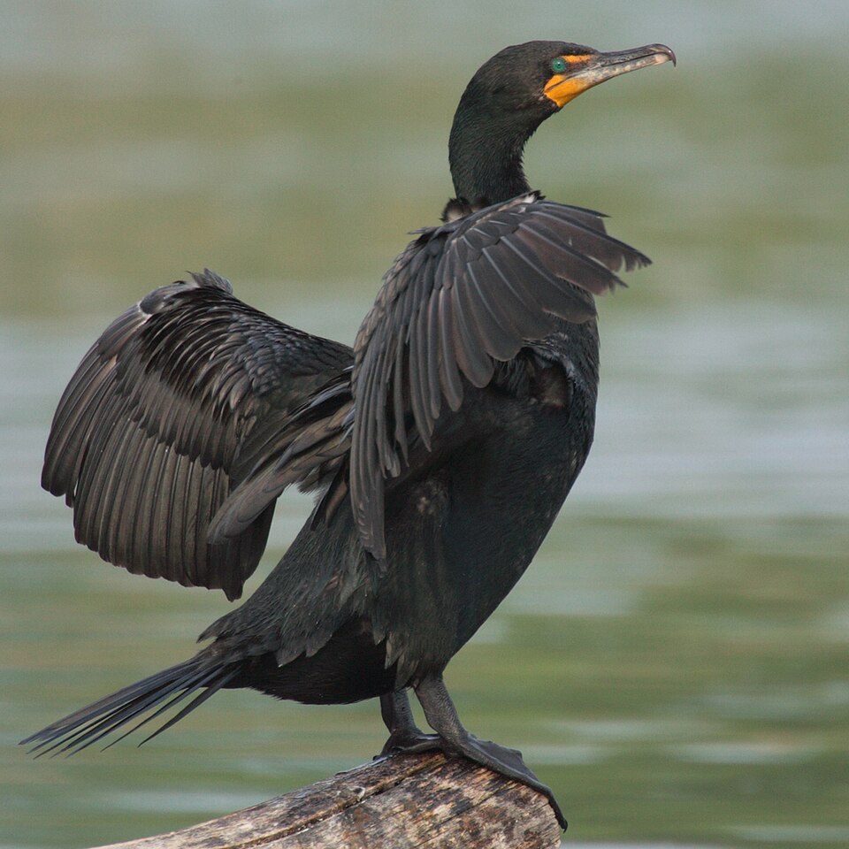 Fayl:Phalacrocorax-auritus-007.jpg