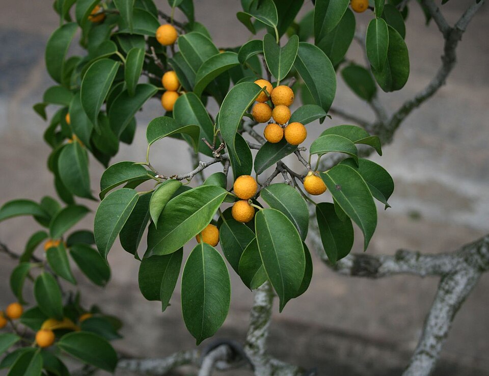 Fayl:Ficus benjamina 1.jpg