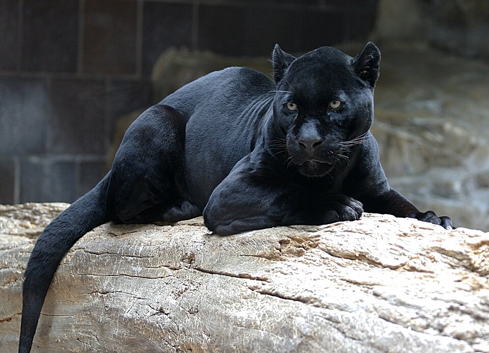 Fayl:Jaguar.jpg