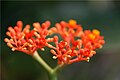 Jatropha podagrica yaqindan