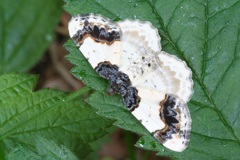 Fayl:Ligdia adustata-01 (xndr).jpg