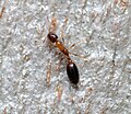 Avstraliyadan topilgan Monomorium floricola qirolichasi