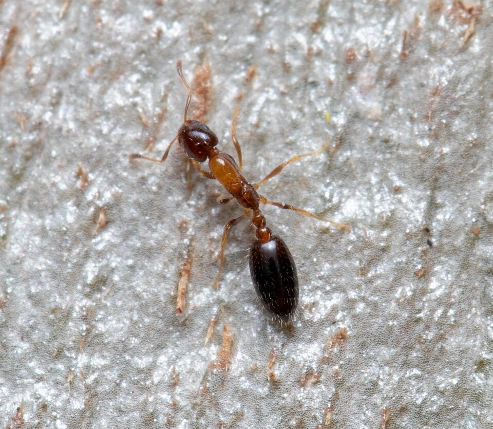 Fayl:Monomorium floricola 122717202.jpg
