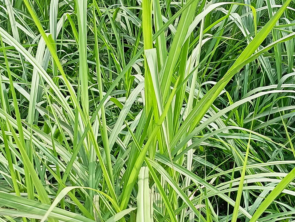 Fayl:Napier grass (Non-hybrid).jpg