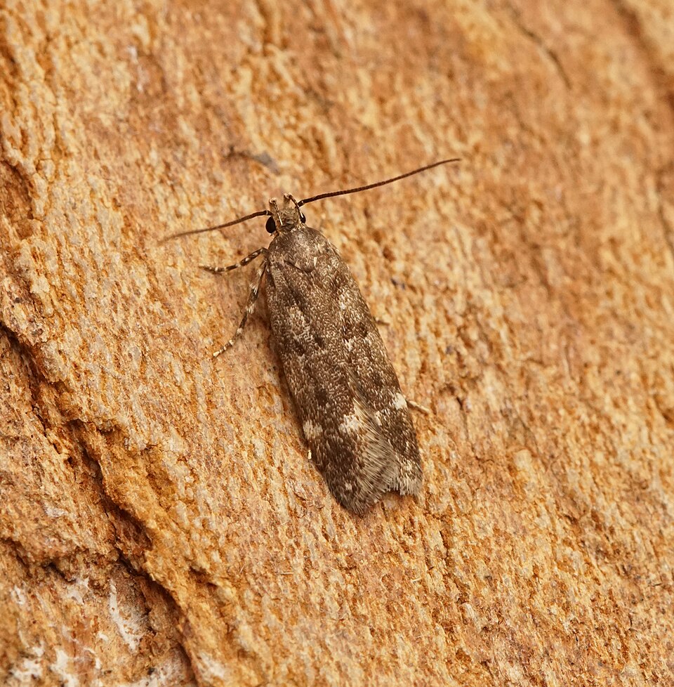 Fayl:-0799- Neofriseria singula (50109295996).jpg