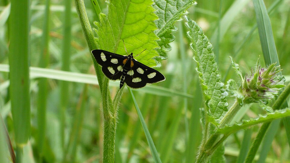 Fayl:Anania Funebris Zünsler.jpg