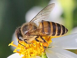 Tailanddagi A. cerana