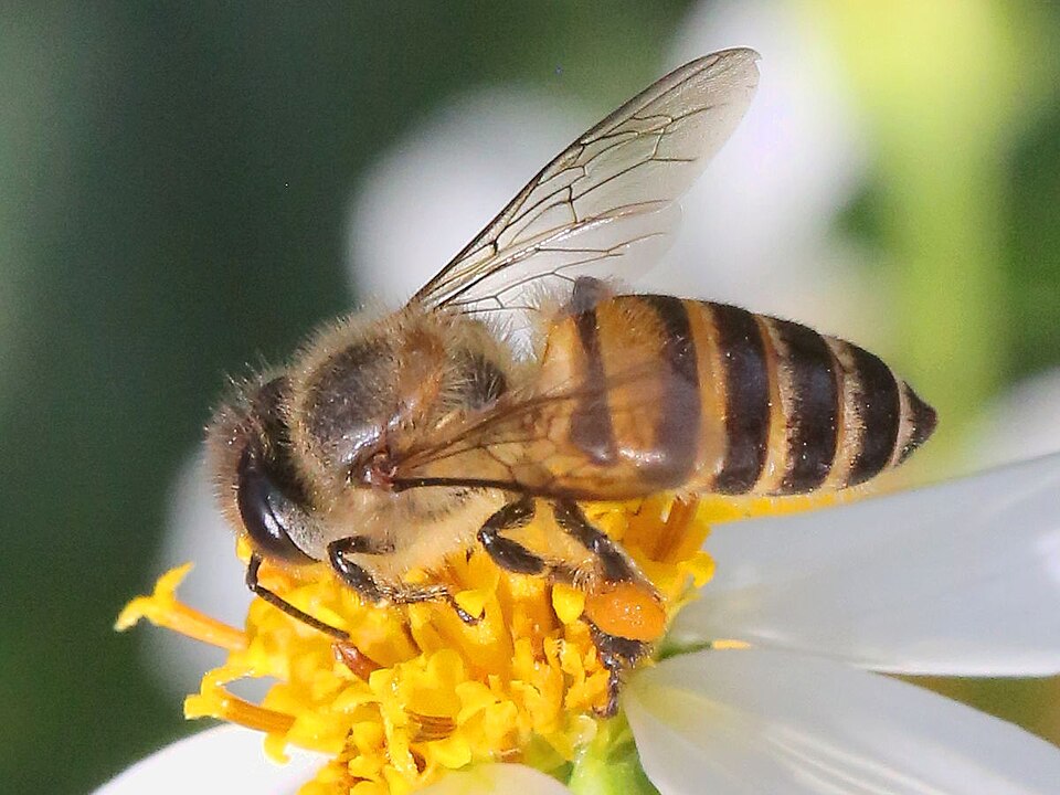 Fayl:Apis cerana.jpg