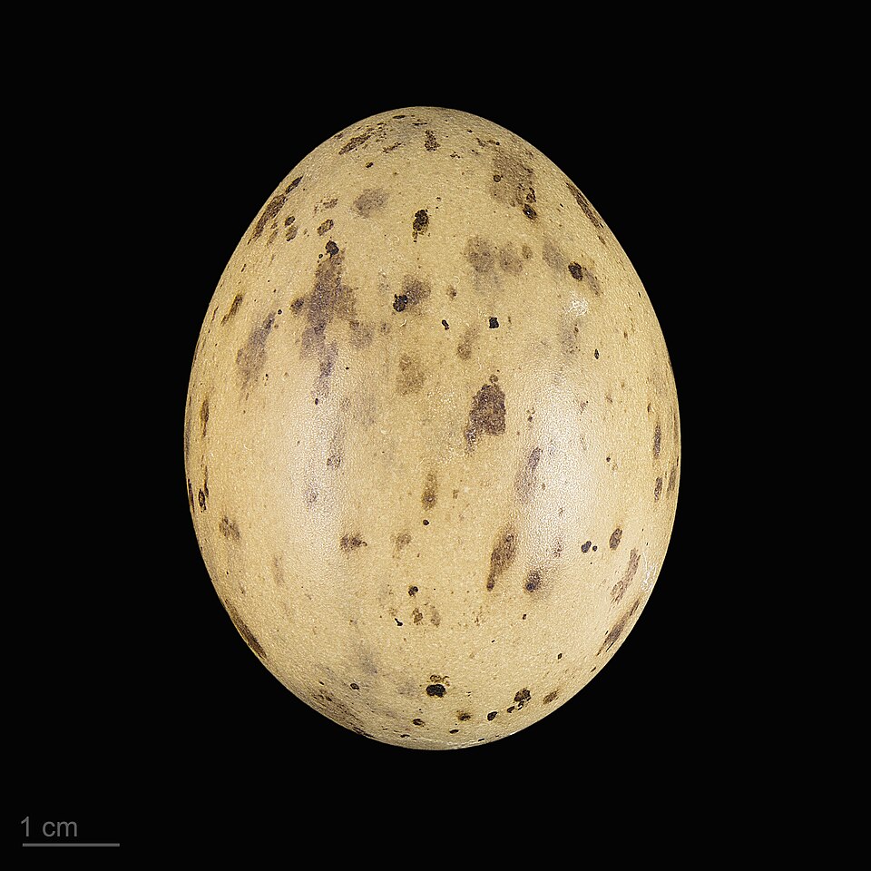 Fayl:Chlamydotis undulata MHNT.ZOO.2010.11.71.7.jpg